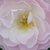 Alb - roz - Trandafir de parc - Bouquet Parfait®